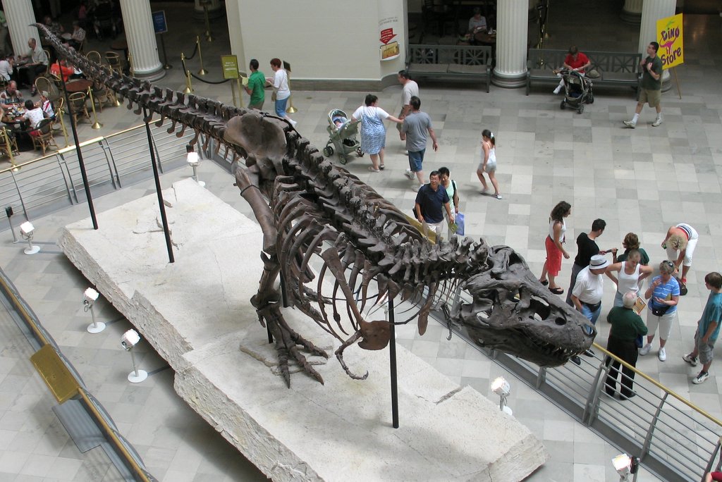 Rekonstruovaná kostra slavného jedince druhu Tyrannosaurus rex, známého jako „Sue“, v původní expozici Field Museum of Natural History v Chicagu. Tento obří exemplář dosahoval podle většiny odhadů hmotnosti v rozmezí 6400 a 9500 kg, pravděpodobněji p