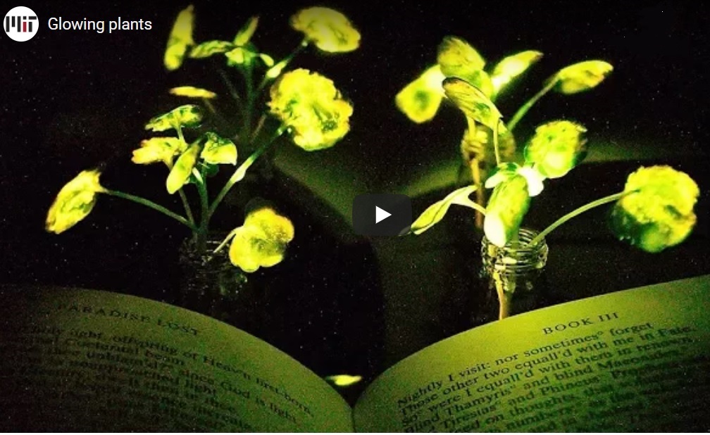 První generace svítících rostlin připravených pracovníáky MIT v roce 2017. Kredit: MIT.