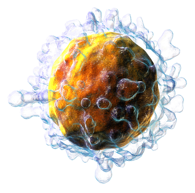 T buňka (bílá krvinka). Ty, které nesou na povrchu CD4+ antigen, jsou primárním cílem viru HIV. (Kredit: Blausen.com staff. Wikiversity Journal of Medicine)
