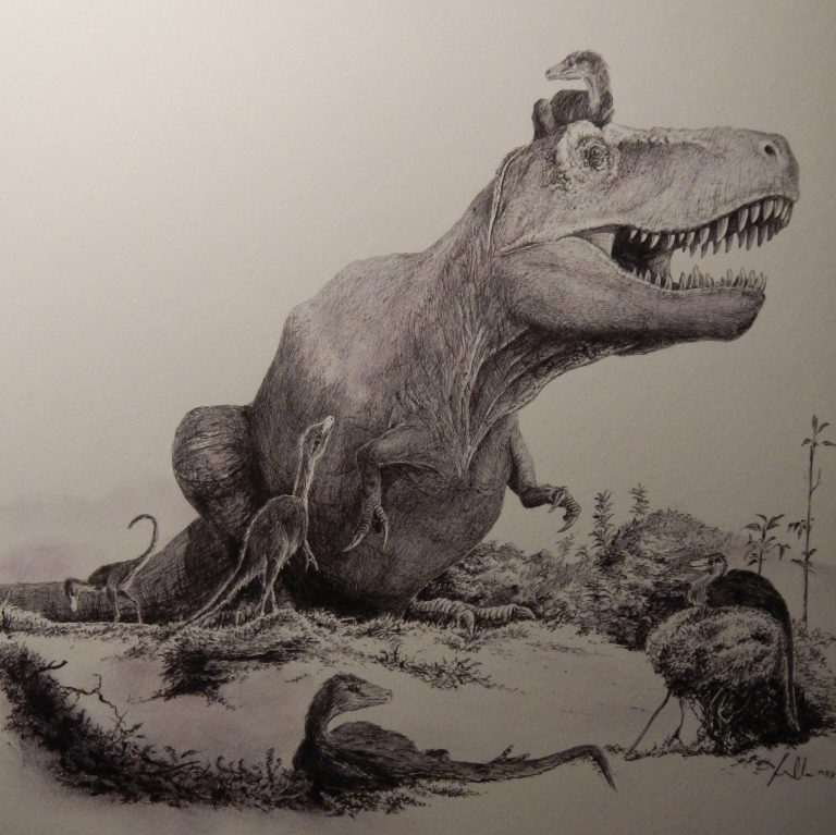 Díky prudkým růstovým změnám, které se odehrávaly zejména v průběhu 15. až 18. roku života tyranosaurů, se tento obr změnil z původně několik kilogramů vážícího čestvě vylíhnutého mláděte v devítitunového dospělého obra. Ilustrace Vladimíra Rimbaly z