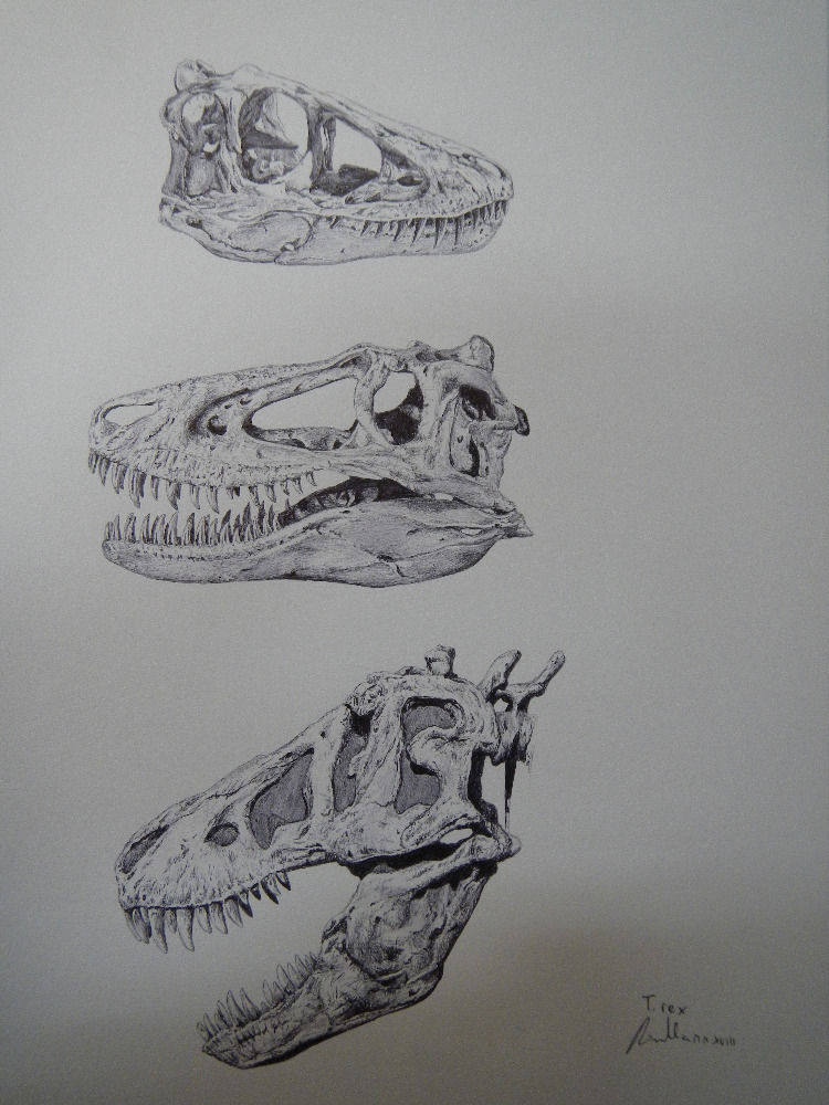 Vývojová stadia druhu Tyrannosaurus rex na základě fosilních objevů různě starých exemplářů. Nahoře mládě ve věku asi 2 až 4 let, uprostřed tyranosauří „teenager“ ve věku 10 až 12 let a dole mladý dospělec ve věku přibližně 20 let. Objevíme jednou ta