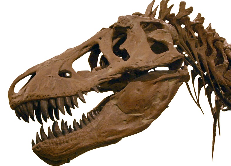 Strkat v manéži hlavu do tyranosauří tlamy by byl jeden z nejhloupějších nápadů. Tento teropod dokázal stisknout čelisti silou odpovídající působení hmotnosti přes 3600 kilogramů. Na korunkách zubů dokázal dokonce vyvinout tlak až 30 300 kilogramů na