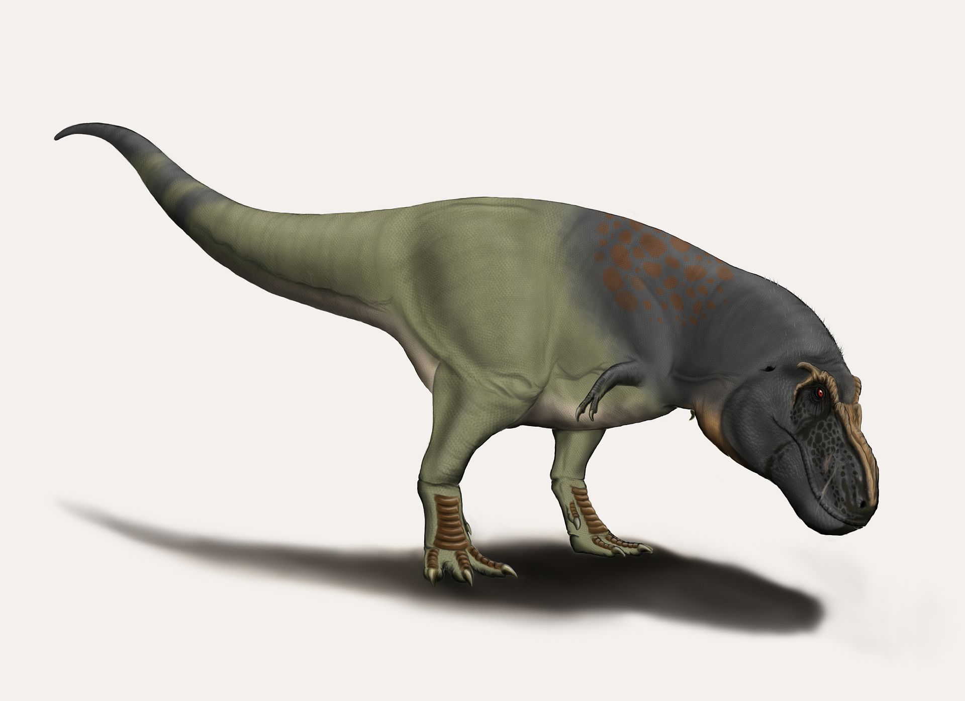 Objevy fosilních zubů a kostí velkých tyranosauridů z oblasti ruského Dálného východu dokládají, že tato skupina obřích pozdně křídových teropodů byla rozšířena více, než se dosud předpokládalo. Zatím ale nevíme s jistotou, zda se již zde objevil nej