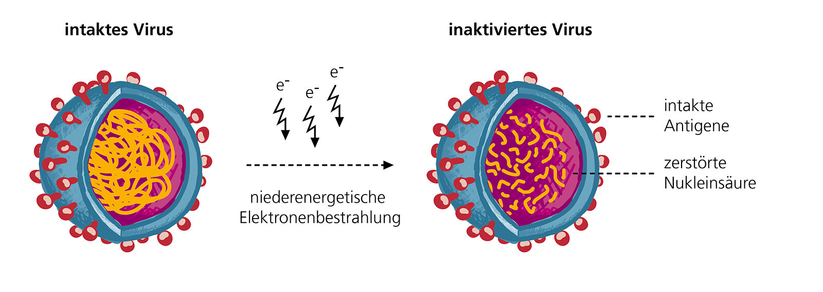 Ozáření nízkoenergetickými elektrony (LEEI) poškozuje patogenům nukleovou kyselinu. Povrchovou  antigenní strukturu ponechává neporušenou. Kredit: Fraunhofer-Gesellschaft.