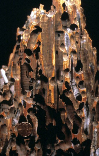 Otvory po činnosti vrtavých mlžů z čeledi Teredinidae (šášeňovití). Podobný vzor se nacházel i na zkamenělině, která zmátla německého paleontologa. Otvory, nacházející se v jedné linii, zaměnil za řadu zubních jamek. Americký cent v levém dolním rohu