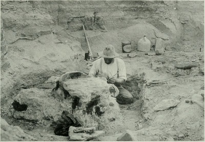 Odstraňování horniny ze zkamenělé lebky druhého vědecky rozeznaného exempláře tyranosaura, objeveného Barnumem Brownem v roce 1908 opět na území východní Montany. Samotný blok s lebkou byl velmi těžký a jeho transport z montanské pustiny do civilizac