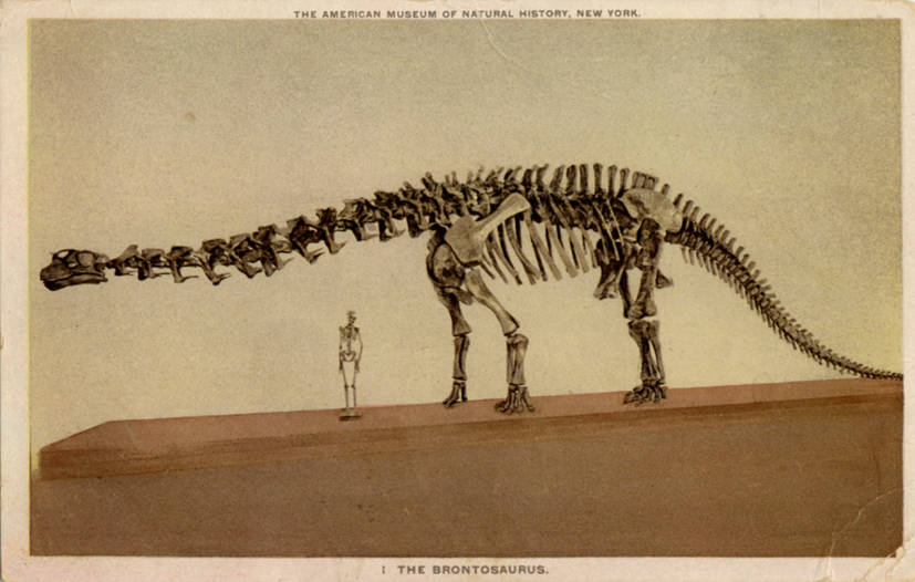 Zastaralá rekonstrukce kostry brontosaura v expozici Amerického přírodovědeckého muzea z druhého desetiletí 20. století. Rozměry brontosauří kostry velmi dobře vyniknou při porovnání s velikostí lidské kostry. Kredit: Detroit Publishing Company Colle