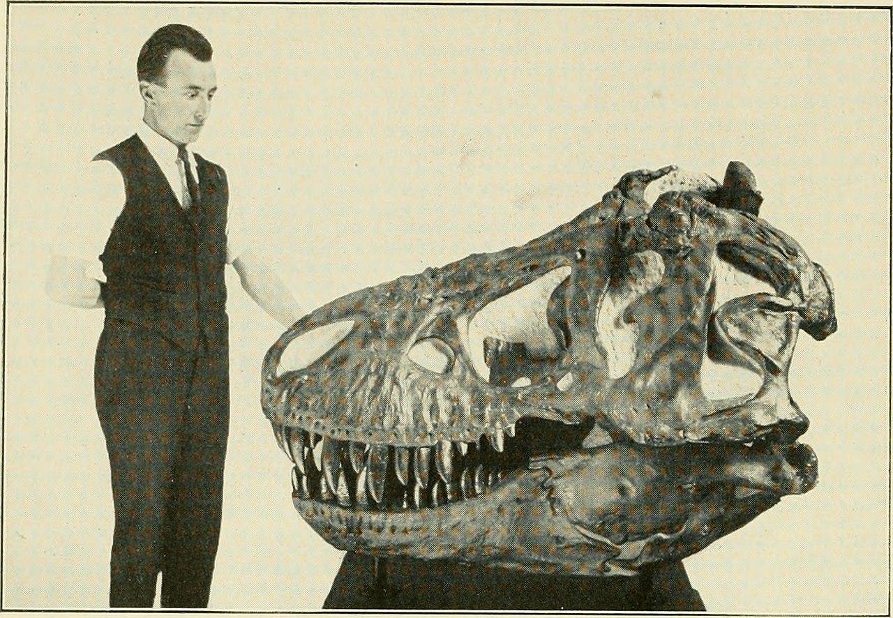 Po vyhynutí tyranosaurů trvalo dlouhých 66 milionů let, než byly jeho první fosilie objeveny a formálně popsány. Díky svým monstrózním rozměrům se druh Tyrannosaurus rex stal okamžitě jakousi popkulturní pravěkou celebritou. Kredit: Internet Archive 