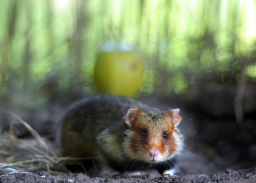 Křeček polní (obecný) Cricetus cricetus patří v západní Evropě k ohroženým druhům. (Kredit: University of Strasbourg)