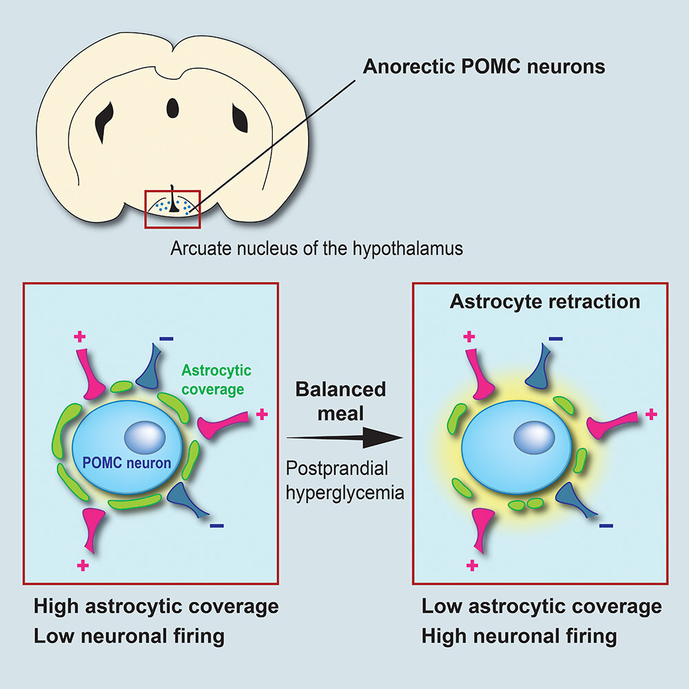 Schema přestavby obvodu sytosti neuronů POMC. K anorektickému neuronu v hypotalamu (modře) se těsně přimyká svými výběžky astrocyt (zeleně). Takto 