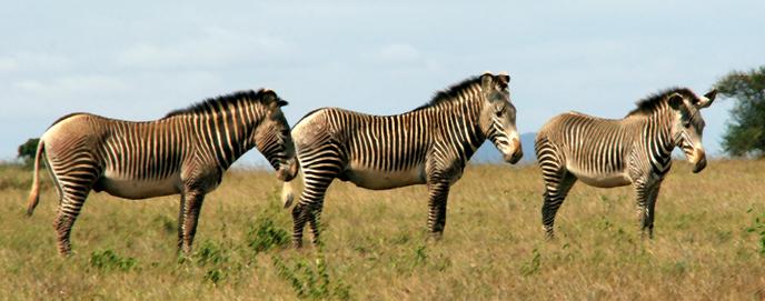 Zebra GrĂ©vyho mĂˇ nejvĂ­ce a nejtenÄŤĂ­ch prouĹľkĹŻ. Ve volnĂ© pĹ™Ă­rodÄ› jich je uĹľ jen 3000 kusĹŻ. SnĂ­mek je z Laikipia-Samburu oblasti v Keni. (Kredit: Brenda Larison, UCLA)