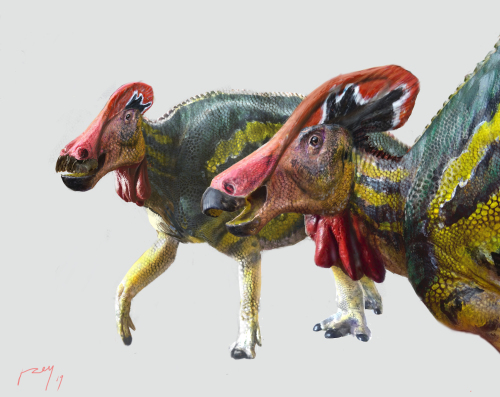 Umělecká rekonstrukce přibližného vzezření nově popsaného lambeosaurinního hadrosaurida druhu Tlatolophus galorum. Tento velký kachnozobý dinosaurus žil v období pozdní křídy na území současného Mexika. Patřil nejspíš k největším zástupcům dinosauří 