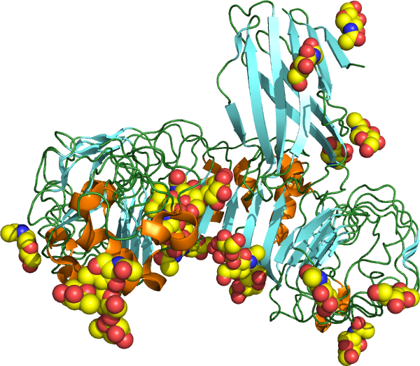 Receptor TL4. Je klíčovým aktivátorem vrozené imunitní odpovědi a hraje ústřední roli v boji proti bakteriálním infekcím. TLR4 je transmembránový protein o velikosti přibližně 95 kDa   (Kredit: Yookji  Wikipedia, CC BY-SA 3.0).