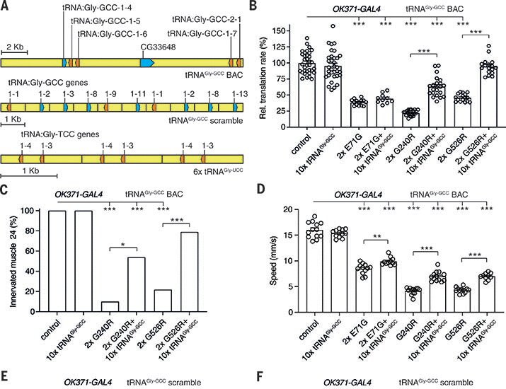 Příčina neuropatie a její léčba posaná mluvou molekulárních genetiků. Kredit: DOI: 10.1126/science.abb3356,  Zuko, A.