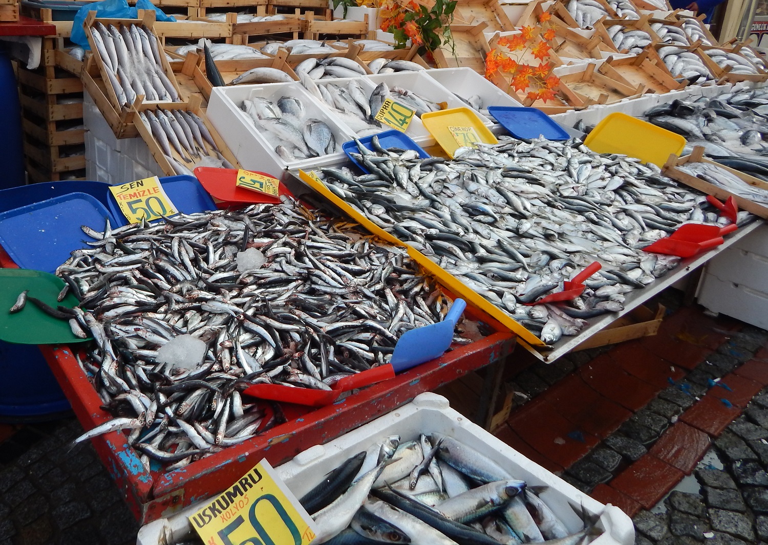 Morské ryby sú výdatným prirodzeným zdrojom omega-3 mastných kyselin. Kredit: OSEL.