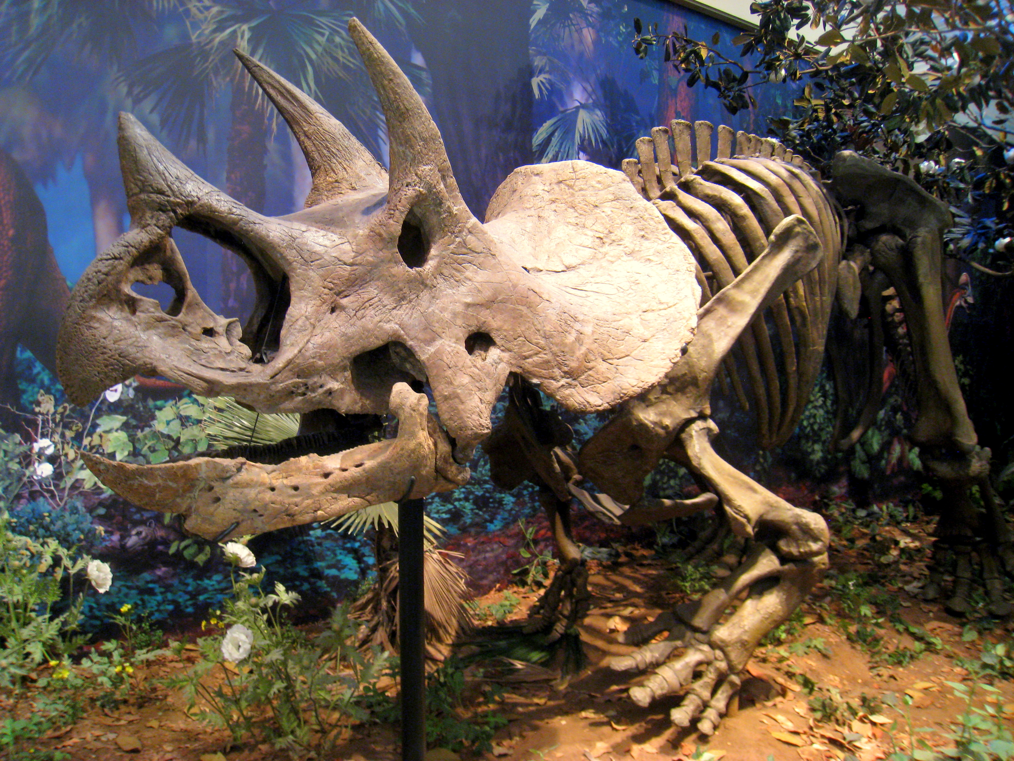 Nejpravděpodobnějším původcem kostních fragmentů v koprolitu bylo mládě rohatého dinosaura rodu Triceratops (kostra v expozici Carnegie Museum of Natural History na fotografii) nebo mládě kachnozobého dinosaura rodu Edmontosaurus. Kredit: Daderot, Wi