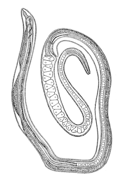 Hlístice Trichosomoides crassicanda mohla výsledky škodlivosti sacharinu zkreslit, ale nebylo tomu tak. Na obrázku samička se samečkem, kterého má ve své vagíně.