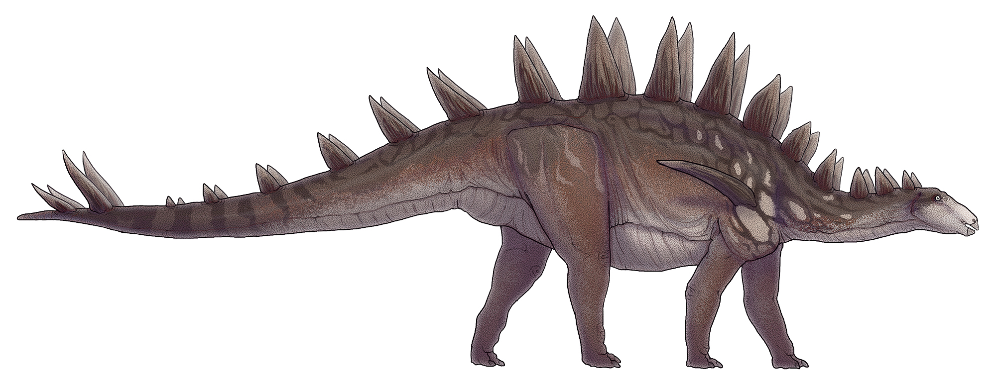 Rekonstrukce vzezření zástupce druhu Tuojiangosaurus multispinus, jednoho z největších známých stegosaurů. Tento až 7 metrů dlouhý a téměř 3 tuny vážící „obrněnec“ obýval oblast dnešní Číny (provincie S’-čchuan) v době před asi 160 miliony let. Kredi