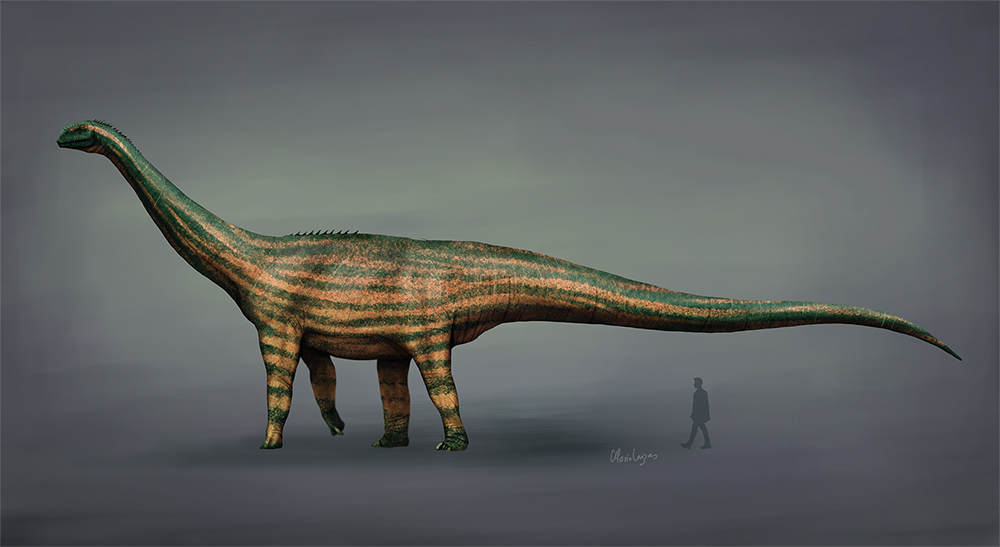 Turiasaurus riodevensis byl patrně jedním z největších Evropanů všech dob. Možná ne svým historickým významem, ale určitě svými tělesnými rozměry. Při délce přes 30 metrů mohl vážit tolik, co pět autobusů nebo čtyři desítky osobních automobilů. Kredi