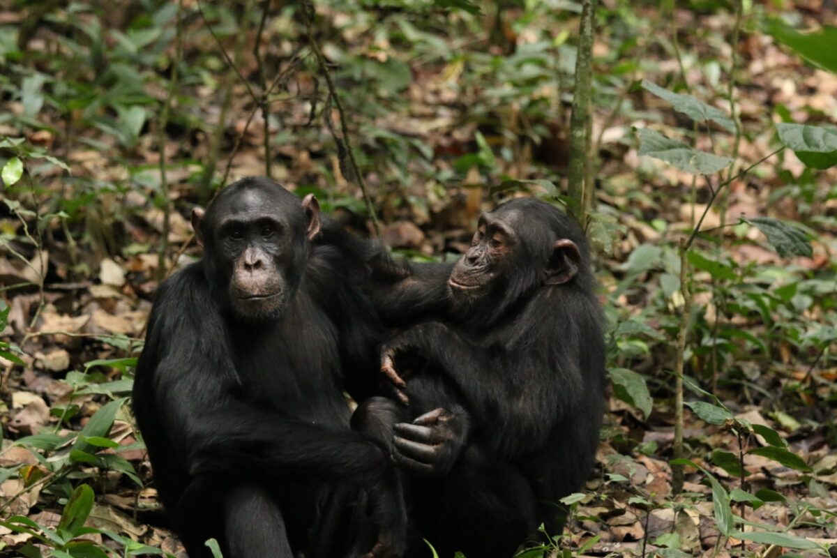 Šimpanzí pár, který tvoří samci. Kredit: Aaron Sandel.