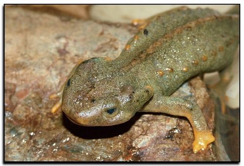 TrnoÄŤolek vietnamskĂ˝. Spolu s obchodem s obojĹľivelnĂ­ky pro zĂˇjmovĂ© chovy se z Asie ĹˇĂ­Ĺ™Ă­ ChytridiomykĂłza. Kredit: Henk Wallays (henk.wallays@pandora.be)