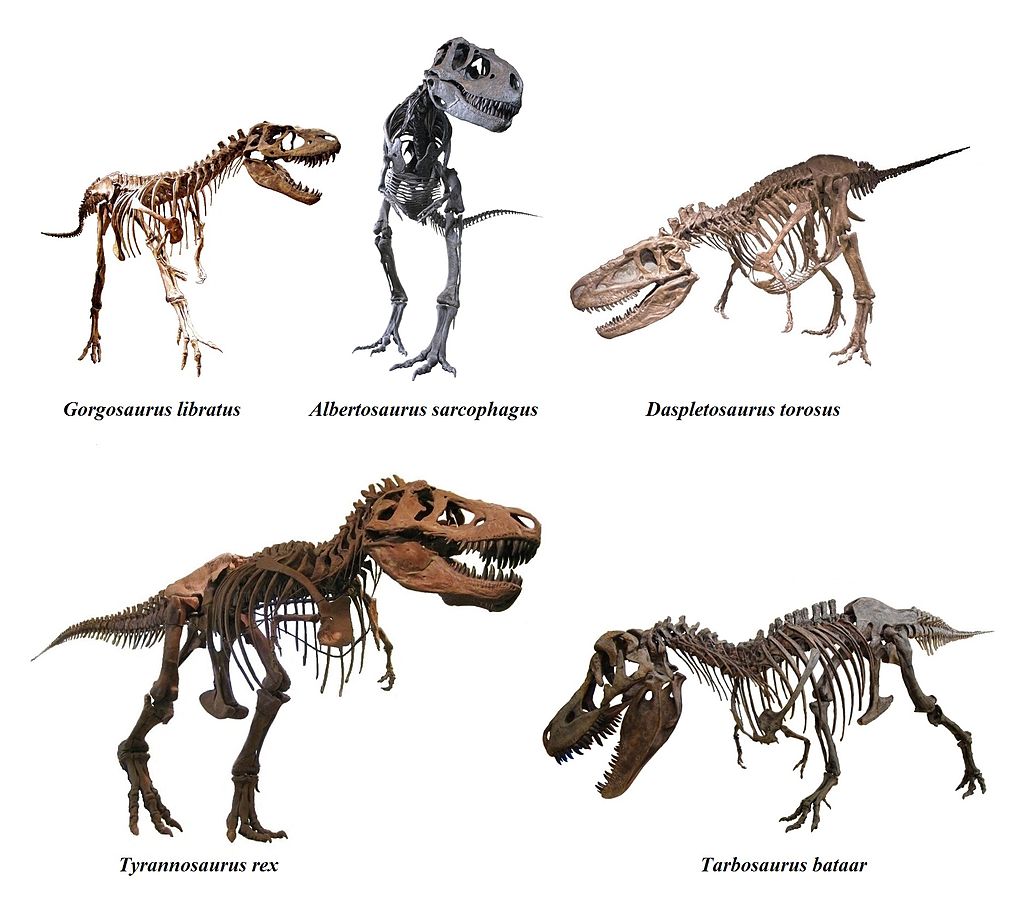 Přehled nejvýznamnějších zástupců čeledi Tyrannosauridae přibližně v odpovídajícím velikostním měřítku. S výjimkou asijského tarbosaura vpravo dole byli všichni zástupci obyvateli Laramidie, tedy budoucího západu Severní Ameriky. Kredit: Mariomassone