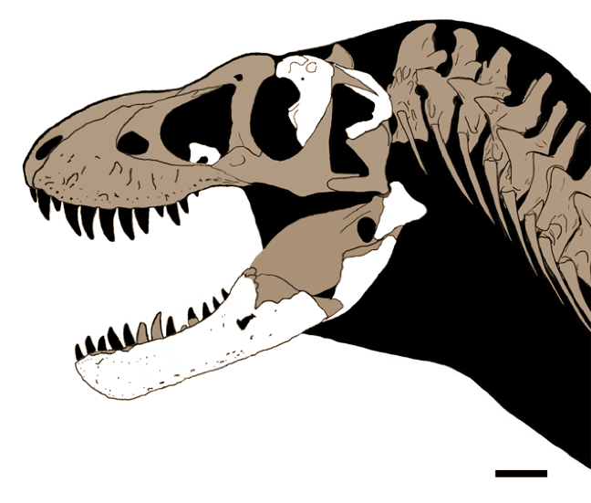 Rekonstrukce lebky druhu T. mcraeensis na základě dochovaných fosilií. Tento geologicky starší druh tyranosaura měl poněkud užší a štíhlejší dolní čelist než jeho evoluční potomek, neměl tedy stejně silný čelistní stisk jako druh T. rex. Kredit: Dalm
