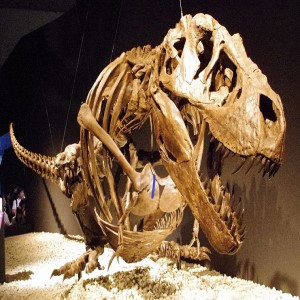 Kostra dospělého jedince druhu Tyrannosaurus rex smontovaná v „odpočívací“ pozici. Pokud se autoři nově publikovaného výzkumu nemýlí, takto nějak obří predátoři skutečně odpočívali, spali a možná také číhali na svoji kořist. Kredit: ssr ist4u; Wikipe