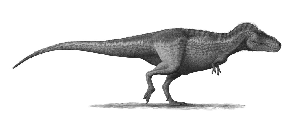 Moderní rekonstrukce vzezření dospělého tyranosaura. Tito gigantičtí teropodi představovali jedny z nejúspěšnějších obřích teropodů v dějinách naší planety. Do hmotnosti kolem 8 tun dorostli z úvodních několika kilogramů za zhruba dvě desetiletí, v o