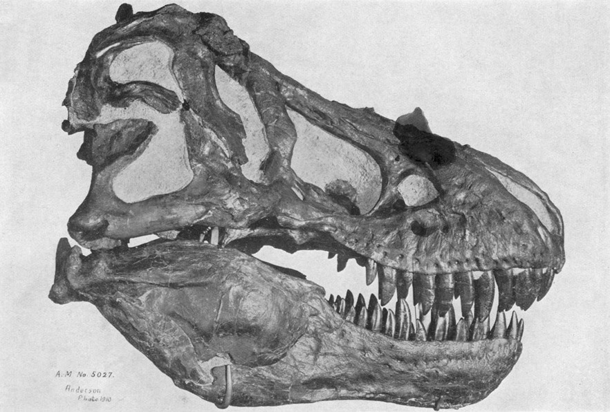 Lebka druhého objeveného jedince druhu T. rex se sbírkovým označením AMNH 5027. Paleontolog William D. Matthew ji ještě před vystavením kostry v expozici označil za nejpůsobivější lebku dinosaura, kterou kdy kdokoliv objevil. Návštěvníci Amerického p