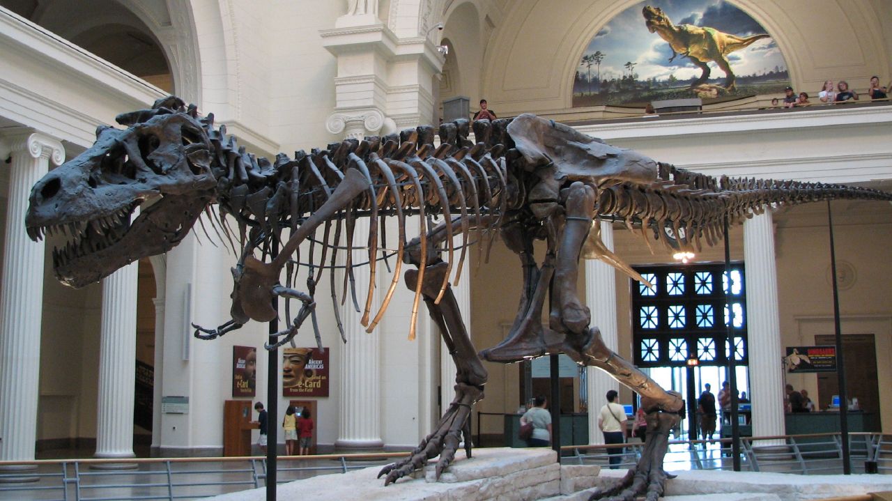 Je ĂşĹľasnĂ©, jak se vÄ›dcĹŻm daĹ™Ă­ rekonstruovat zvĂ­Ĺ™ata, kterĂˇ nemÄ›la to ĹˇtÄ›stĂ­ aby se dostala na Noemovu archu. Na obrĂˇzku je â€žSueâ€ś, nejvÄ›tĹˇĂ­ znĂˇmĂ˝ jedinec tyranosaura, foto Steve Richmond, Wikipedia, CC BY 2.0)
