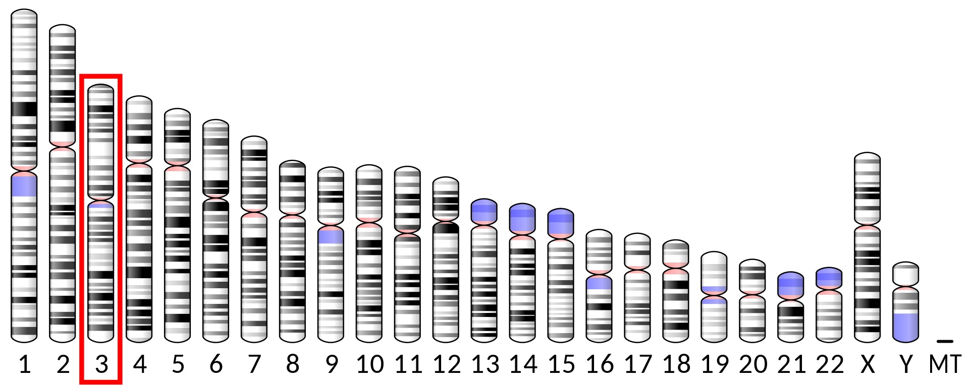 DNA polymeráza theta (Pol?)je enzym, který u lidí je kódován POLQ genem umístěným na třetím chromozomu.  (Kredit: Wikipedia, volná doména).