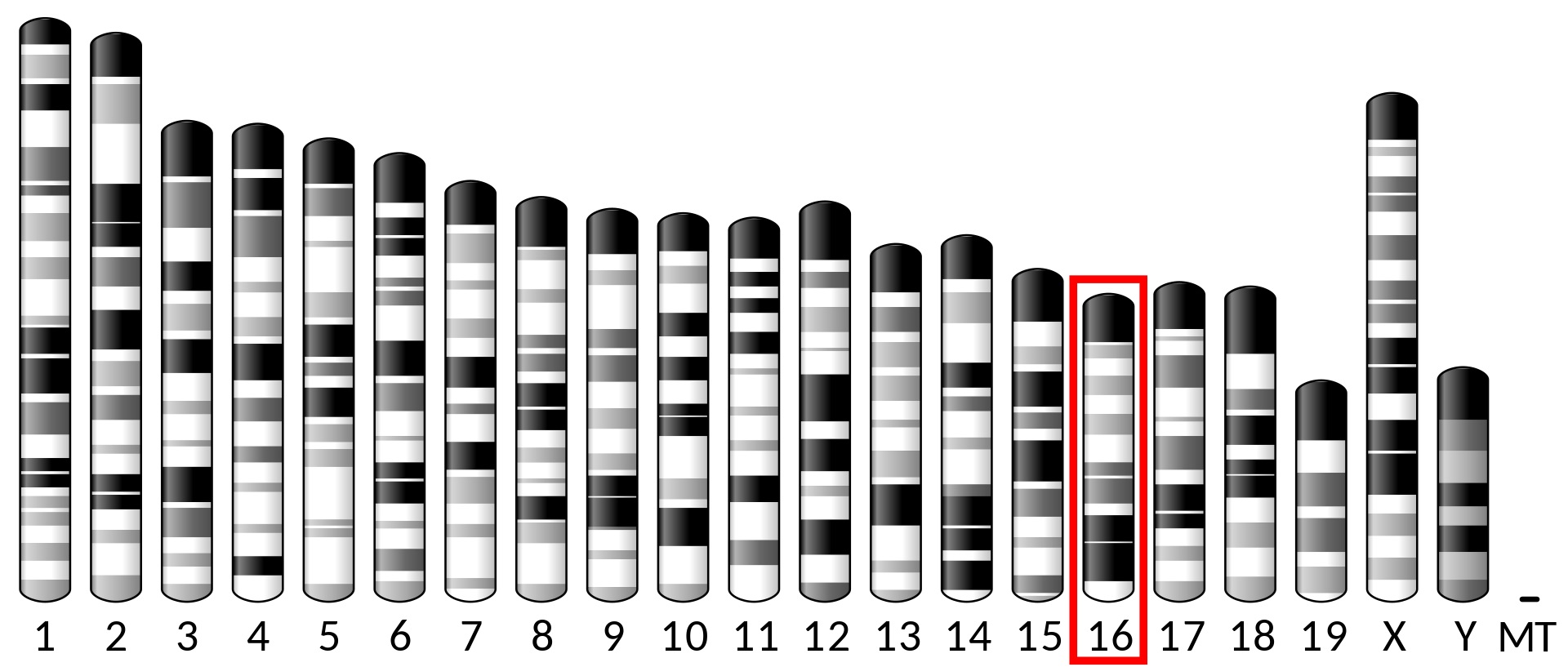O významu DNA polymerázy theta svědčí, že se bez ní neobejdou ani myši. Ty mají gen pro její tvorbu na 16. chromozomu. (Kredit: Volná doména).