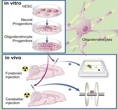 In vitro: Z lidskĂ˝ch embryonĂˇlnĂ­ch kmenovĂ˝ch bunÄ›k se pĹ™Ă­pravĂ­ buĹ?ky schopnĂ© se vyvinout v  oligodentrocyty. In vivo: KlinickĂˇ dĂˇvka radiace pĹ™ivodĂ­ Ăşbytek myelinu a poruchy v chovĂˇnĂ­ potkanĹŻ. TransplantvoanĂ© lidskĂ© buĹ?ky v mozku