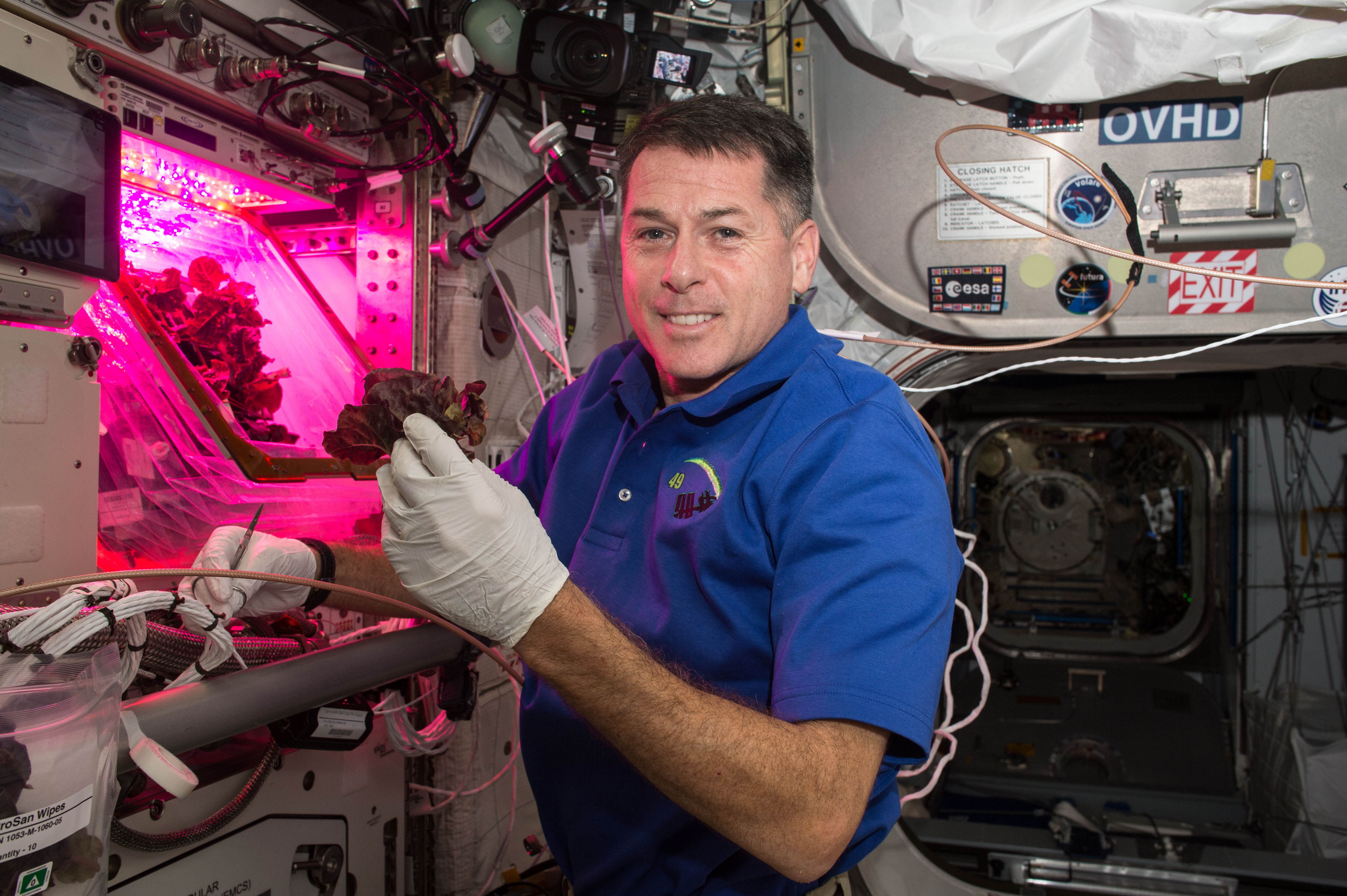 Astronaut Shane Kimbrough sklízí listy salátu vypěstovaného na Mezinárodní vesmírné stanici. Posádka úrodu snědla k večeři. Kredit: NASA