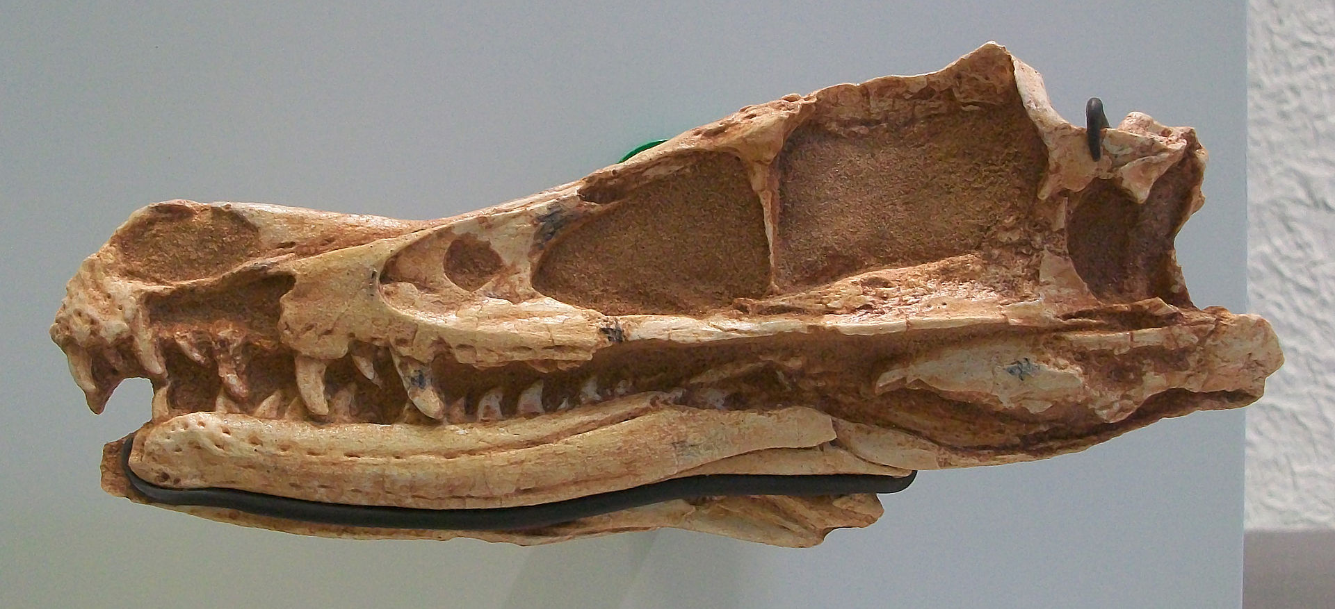 Lebka holotypu V. mongoliensis v expozici Amerického přírodovědeckého muzea. Fosilie byla objevena v Mongolsku v roce 1923 a o rok později formálně popsána Henrym F. Osbornem. Teprve o 70 let později se však tento malý dromeosauridní dinosaurus měl s