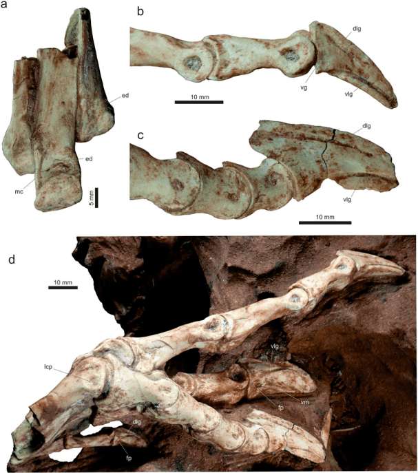 Část kostry pravé dolní končetiny vespersaura, holotyp s označením MPCO.V 0065d1. Nápadná je zejména délka prostředního prstu, který u tohoto dinosaura nejspíše nesl celou váhu těla. Jedná se tak o jediného dosud známého dinosaura s funkční monodakty