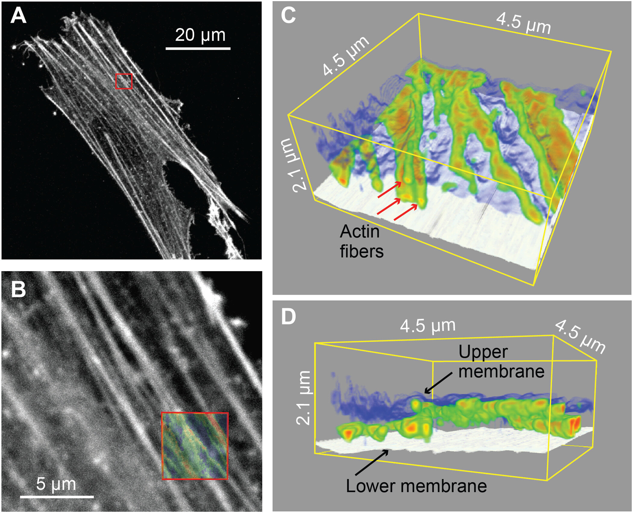 Kombinace konfokálního zobrazování a 3D nanoendoskopie-AFM. (A) Konfokální fluorescenční snímek, na kterém jsou vidět obarvená aktinová vlákna. Aktinová vlákna jsou proteinová vlákna odpovědná za udržování tvaru a vnitřní organizace buňky a udržení v