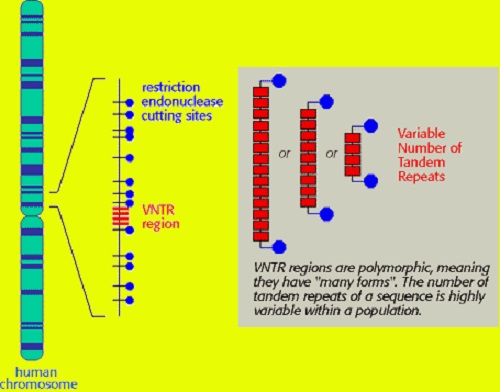 Kredit: The Biology Project, University of Arizona