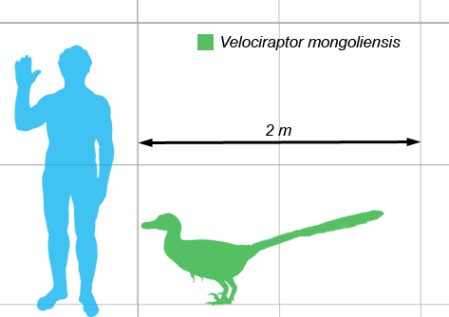 Porovnání velikosti dospělého velociraptora a dospělého člověka. Je evidentní, že se nejednalo o příliš velkého teropoda. Velociraptor dosahoval rozměrů středně velkého psa a na kořist o hmotnosti nad 100 kilogramů už si nejspíš troufal spíše jen ve 