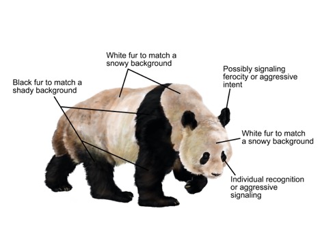 Různé sekce pandího kožíšku mají ke svému zbarvení jiný důvod.  (Kredit: Ricky Patel, UC)