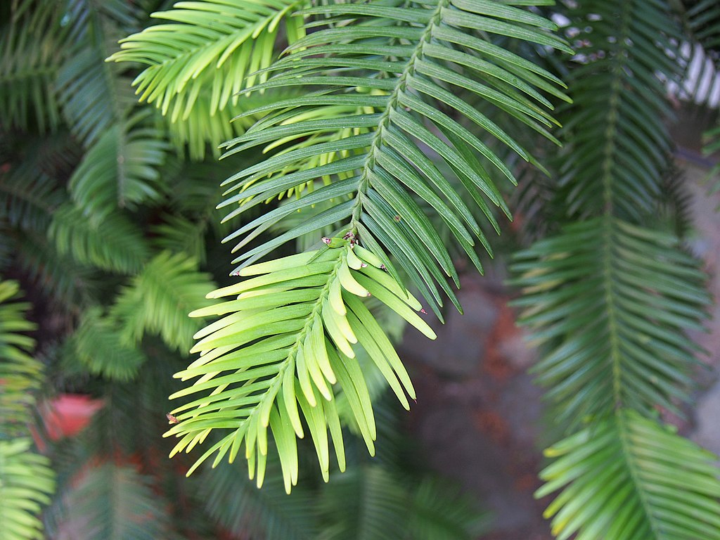 I když se rostlině říká borovice, tak kromě toho, že má široké listy připomínající jehlice nemá s borovicemi (Pinus) nic společného. Kredit: Agnieszka Kwiecień, Nova, Wikipedia, CC BY-SA 4.0