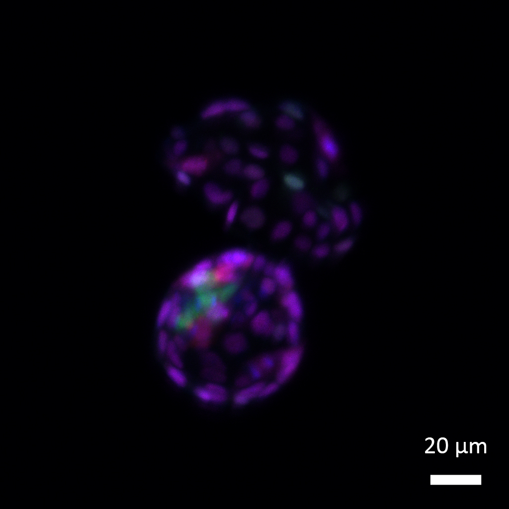 Po odstranění SUMO tagu z proteinů získávají buňky znovu znaky totipotence. Zvládají tvořit jak embryonální buněčnou linii (modrozelená), která dá vzniknout všem typům tkání v těle, tak i extraembryonální buněčnou linii (fialová) z níž  vznikne budou