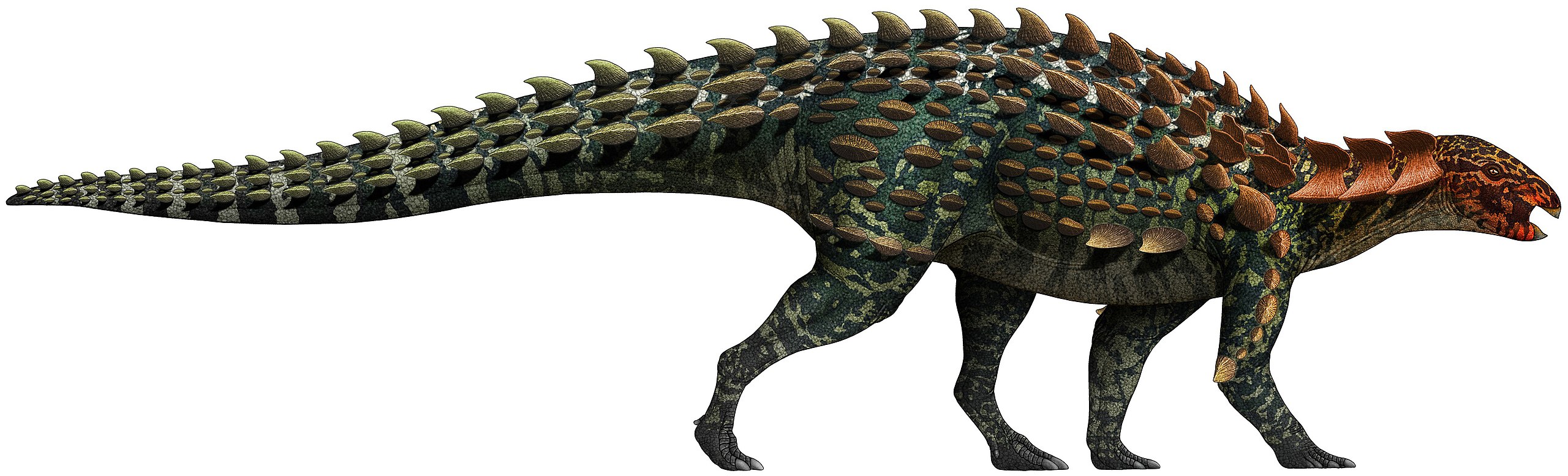 Yuxisaurus kopchicki je jedním z nejstarších a vývojově nejprimitivnějších zástupců skupiny Thyreophora, tedy tzv. obrněných dinosaurů. Tento asi 4 metry dlouhý ptakopánvý dinosaurus žil počátkem jurského období na území dnešní čínské provincie Jün-n