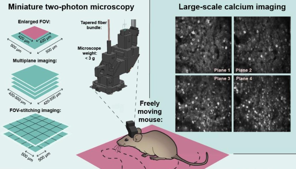 Miniaturním mikroskopem Mini2P lze pomocí regulovatelné čočky snímat různé roviny v různých hloubkách zorného pole pod přístrojem, což umožňuje vytvořit 3D neurální aktivity v dané oblasti mozkové kůry. Kredit: Weijian Zong et al.: Resource Large-sca