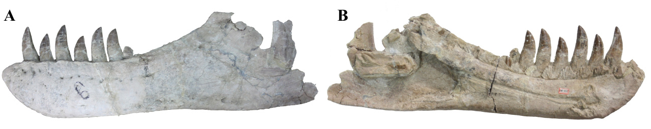 Fragment levé zubní kosti (dentale) čučchengtyrana měří na délku 78 cm a obsahuje i sedm poměrně dobře zachovaných zubů. Velikostí je tato část lebky srovnatelná s běžně velkými dentálními kostmi tarbosaurů, fosilie je však výrazně starší (nejméně 73