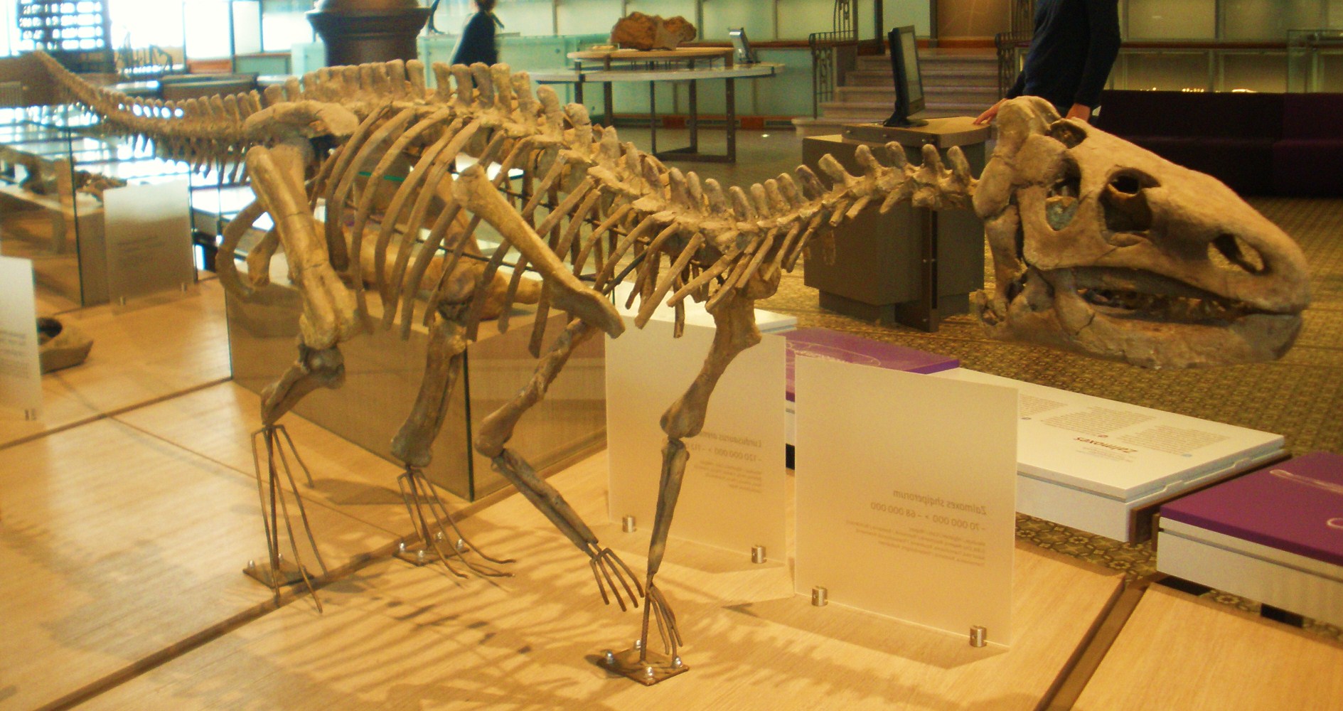 Kostra druhu Zalmoxes shqiperorum, menšího pozdně křídového ornitopoda, žijícího na území současného Rumunska. Burianosaurus augustai, žijící zhruba o 25 milionů let dříve na našem dnešním území, mohl vypadat podobně. Zde rekonstrukce kostry v expozi