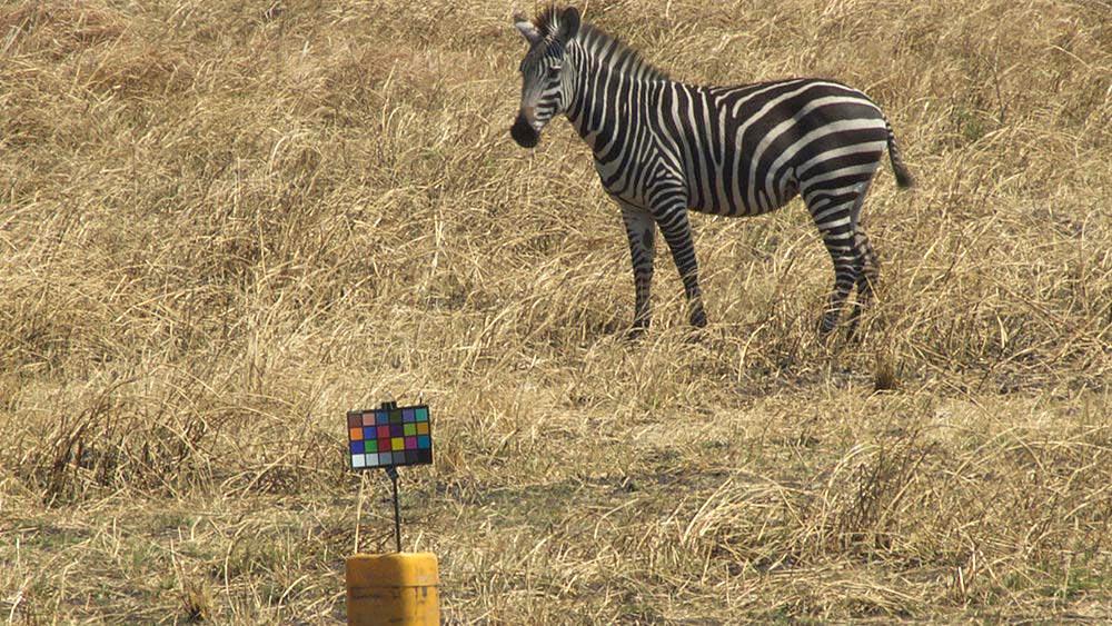 PasoucĂ­ se zebra na plĂˇni v Tanzanii. Ta vÄ›c v popĹ™edĂ­ je tabulka pro pĹ™esnou kalibraci barev snĂ­mkĹŻ poĹ™Ă­zenĂ˝ch v rĹŻznĂ˝ch lokalitĂˇch.  (Kredit: Timothy Caro/UC Davis)