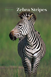 Obálka knihy „Zebra Stripes“, v níž loni Tim Caro formuloval účel průhů, jako optického repelentu. (Kredit: University of Chicago Press, Chicago).