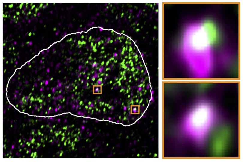 Fluorescenční mikroskopický snímek: v jádře myších kmenových buněk se molekuly RNA reaktivovaných endogenních retrovirů (fialové) objevují na stejných místech jako kondenzáty s RNA polymerázou (zelené). Kredit: Asimi et al. Nature Genetics, 2022